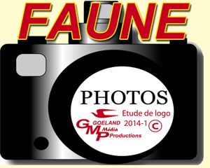 FAUNE des Alpes ou d'Ailleurs