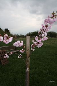 Création du blog "JARDIN LA PERINE"