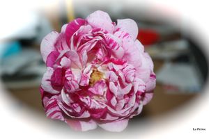 Création du blog "JARDIN LA PERINE"