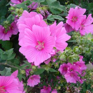 Ma 1ère commande PROMESSE DE FLEURS