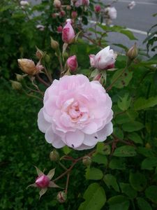 Ma haie de Blush Noisette