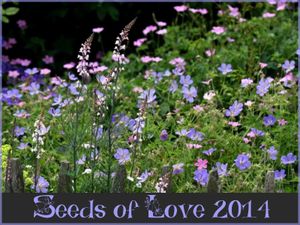 Préparatifs du Seeds of Love 2014