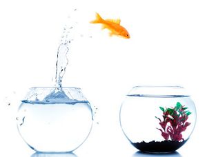 L'EVOLUTION DANS LE CHANGEMENT !