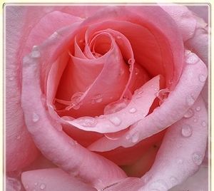 Le make up rose
