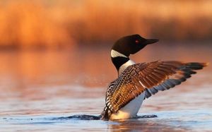 Le huart (ou huard)
