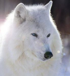 Loup blanc
