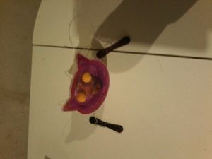 Le chat d'halloween