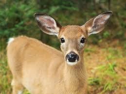 LA BICHE