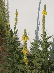 Cueillette de Bouillon Blanc (Verbascum Thapsus)