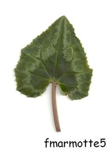 Cyclamen hederifolium