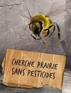 Disparitions des abeilles : tensions entre Obama et Poutine