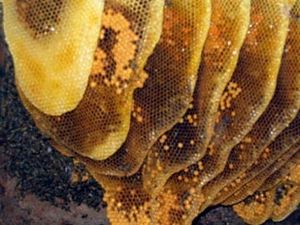 Miel de Turquie : « Travaille comme une abeille, mange-le comme un lion »