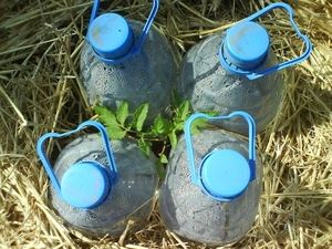 Les "trucs" de Lalliepat : "arrosez vos plantes à l'eau de mer !"