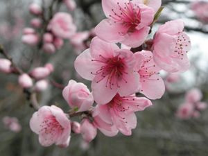 C'est le Printemps... au Japon
