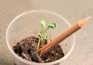 UN CADEAU DE FIN D'ANNÉE HYPER ÉCOLOGIQUE