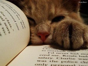 Chat alors! Des lectures totalement félines...