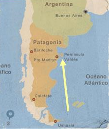 Puerto Madryn - Vitrine de la faune Patagonienne