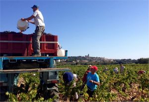 Vendanges à Chateauneuf-du-Pape