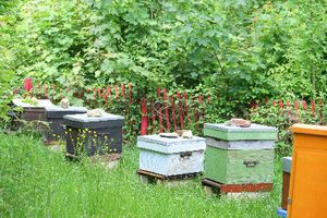 La promesse des abeilles