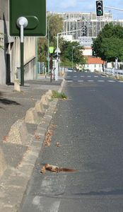 Abeilles sentinelles et indicateur de biodiversité ?