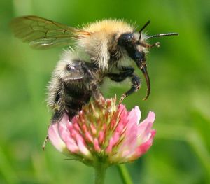 Abeilles sentinelles et indicateur de biodiversité ?