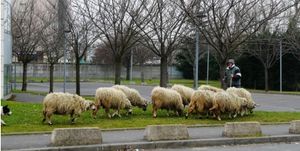 Des moutons à Colombes !