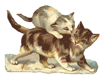 Comment CHAT marche ? La fécondation