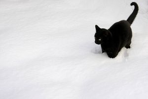 Chat de poème : Maurice Carême