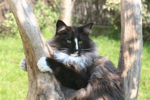 Les parents de mes chats : Béliai