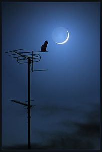 Chats noctambules de Pablo Neruda