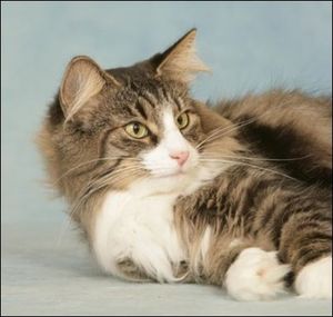 Les parents de mes chats : Béliai