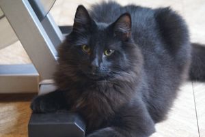 Trois petites chattes noires, pour Sandrine