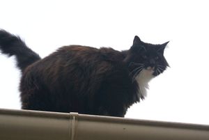 Au revoir petit Béliai