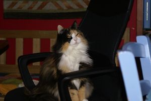 Les chats d'Isy Ochoa