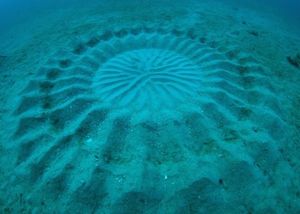 Role of Huge Geometric Circular Structures in the Reproduction of a Marine Pufferfish