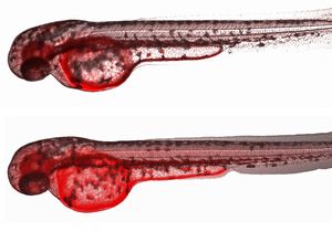 Fish Embryos Possess a Mechanism for Protection against Chemicals