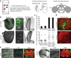 Odour receptors and neurons for DEET and new insect repellents/Les récepteurs olfactifs et les neurones des insectes sensibles au DEET ont été identifiés