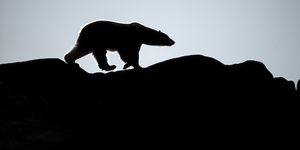Churchill : une caméra pour suivre la migration des ours polaires en temps réel