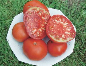 Des tomates hors catalogue (par Olivier de Robert)