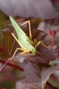 Tettigonia viridissima - grande sauterelle verte