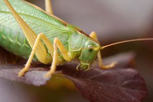 Tettigonia viridissima - grande sauterelle verte