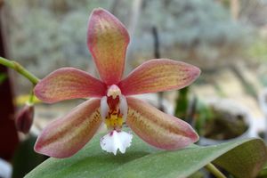 Ah ces jolis hybrides primaires de Phalaenopsis ! (mise à jour : 03/11/14)