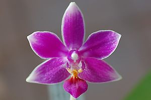 Ah ces jolis hybrides primaires de Phalaenopsis ! (mise à jour : 03/11/14)