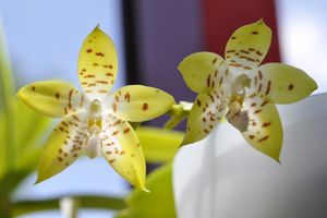 Ah ces jolis hybrides primaires de Phalaenopsis ! (mise à jour : 03/11/14)