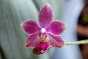 Ah ces jolis hybrides primaires de Phalaenopsis ! (mise à jour : 03/11/14)