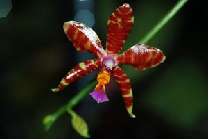 Ah ces jolis hybrides primaires de Phalaenopsis ! (mise à jour : 03/11/14)