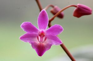 Ah ces jolis hybrides primaires de Phalaenopsis ! (mise à jour : 03/11/14)