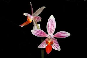 Ah ces jolis hybrides primaires de Phalaenopsis ! (mise à jour : 03/11/14)