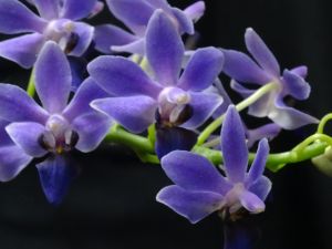Ah ces jolis hybrides primaires de Phalaenopsis ! (mise à jour : 03/11/14)
