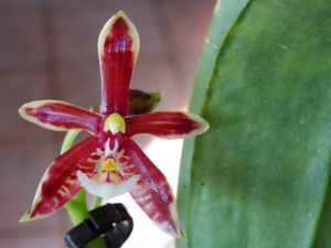 Ah ces jolis hybrides primaires de Phalaenopsis ! (mise à jour : 03/11/14)